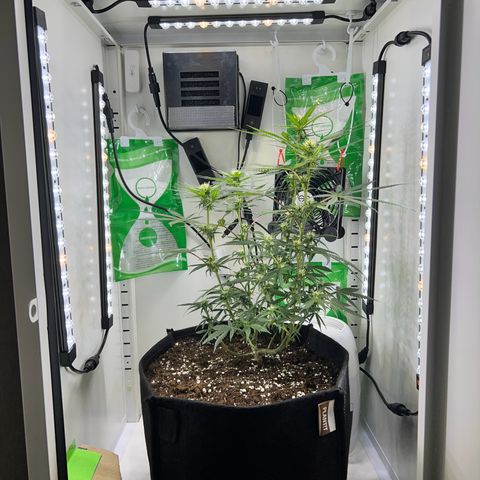 Fräulein Bonsai growlog photo: Umgezogen