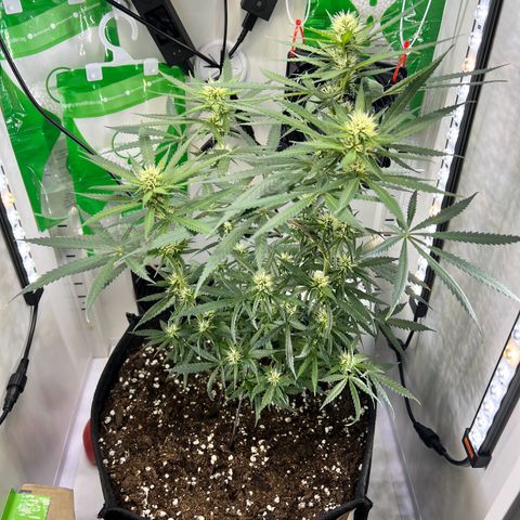 Fräulein Bonsai growlog photo: Übrigens 4 Headbuds anstatt 2 mit einem simplen Trick💪🏻🌱