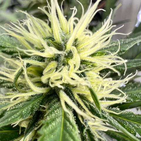 Fräulein Bonsai growlog photo: Blütetag 31