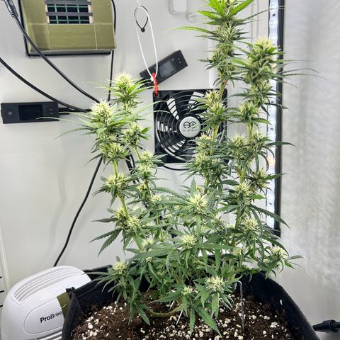 Fräulein Bonsai growlog photo: Radikal entlaubt