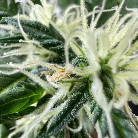 Fräulein Bonsai growlog photo: Radikal entlaubt