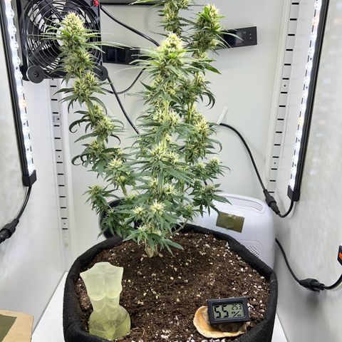 Fräulein Bonsai growlog photo: Hübsch💪🏻🌱