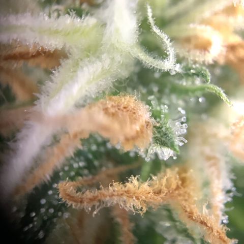 Fräulein Bonsai growlog photo: Nahaufnahme BlüteTag 48💪🏻🌱