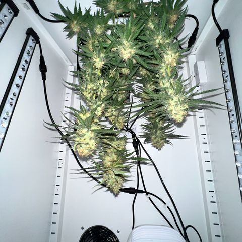 Fräulein Bonsai growlog photo: 💪🏻🌱 49 Tage Blüte