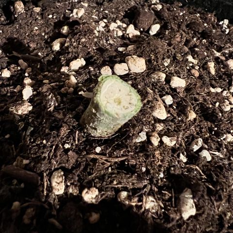 Fräulein Bonsai growlog photo: Stabiler kerngesunder Stamm