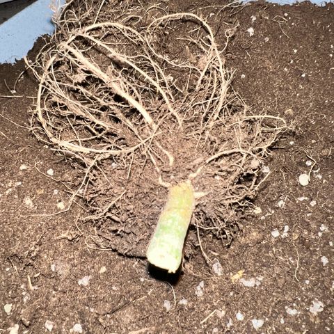 Fräulein Bonsai growlog photo: Thats it ❤️