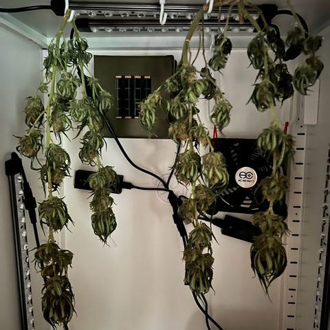 Fräulein Bonsai growlog photo: Kleiner Zwischenstand ..ich schätze ca 31g ..