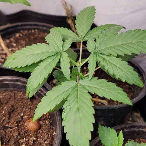 Citrus flower growlog photo: Planta bonita previsão de transplante 7 dias