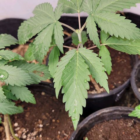 Citrus flower growlog photo: Essa é a planta 2 da citrus está um pouco mais alta. Ela pode ser um macho