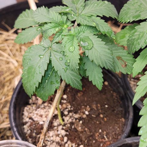 Citrus flower growlog photo: E mesma altura da planta 2