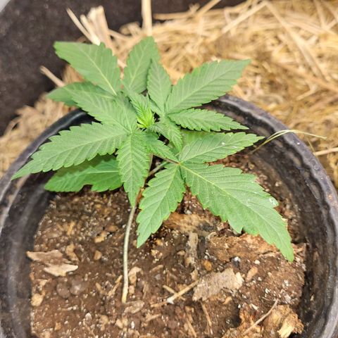 Forbidden Fruit growlog photo: Planta 2 