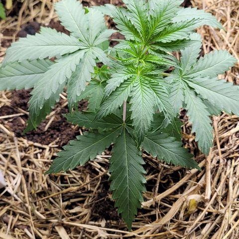 Forbidden Fruit growlog photo: Dia do transplante para vaso fixo de 120 litros