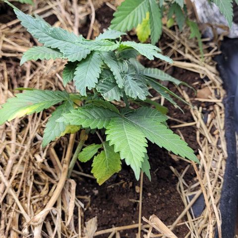 Citrus flower growlog photo: Planta 1 dia de trasnplante