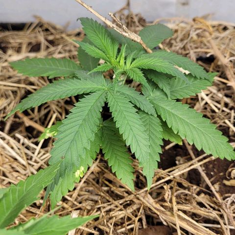 Citrus flower growlog photo: Planta 2 dia de transplante 