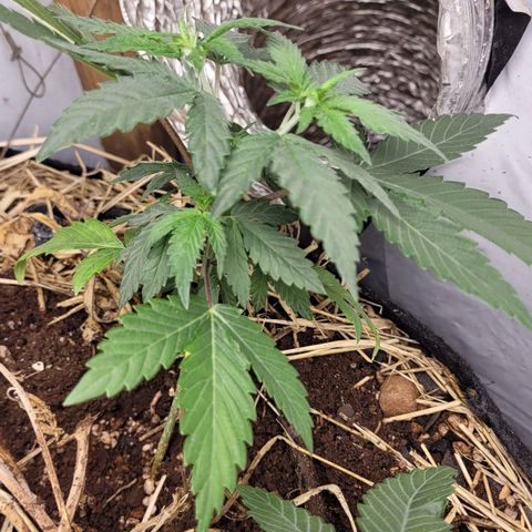 Citrus flower growlog photo: Planta 3 dia de transplante 