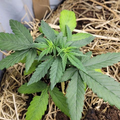 Power nap growlog photo: Planta transplantada 