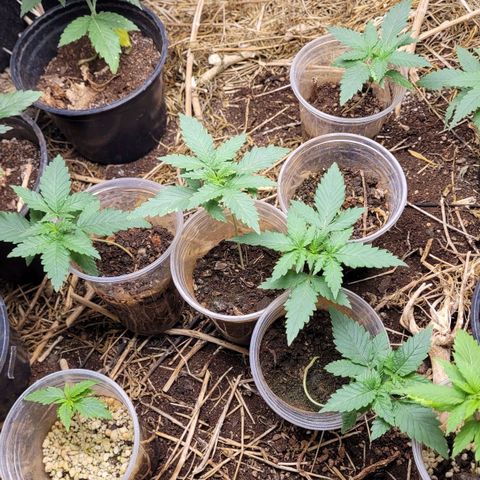 Super lemon hazer X pineaaple og growlog photo: As lemon são as dos copos que será transplantada nos vasos pretos
