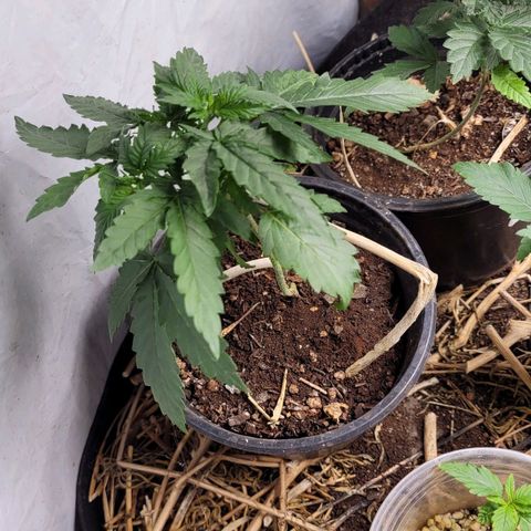 Forbidden Fruit growlog timeline photo