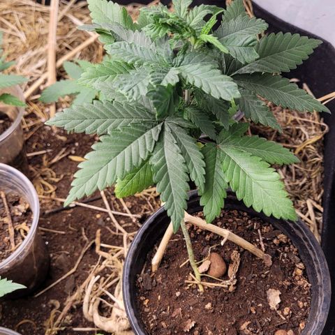 Forbidden Fruit growlog timeline photo