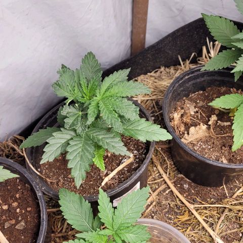 Forbidden Fruit growlog timeline photo