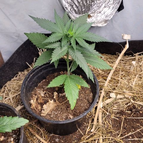 Forbidden Fruit growlog timeline photo