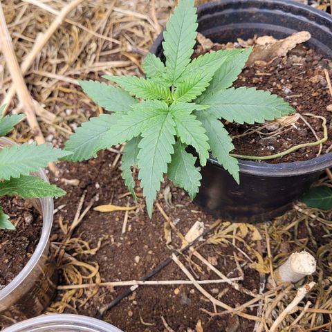 Forbidden Fruit growlog timeline photo