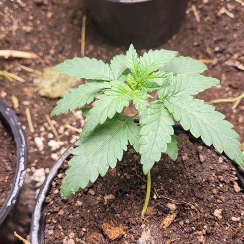 Super lemon hazer X pineaaple og growlog photo: dias depois transplante 