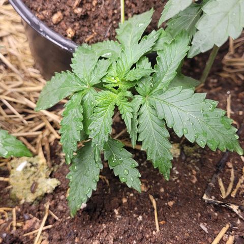 Super lemon hazer X pineaaple og growlog photo: dias depois transplante 