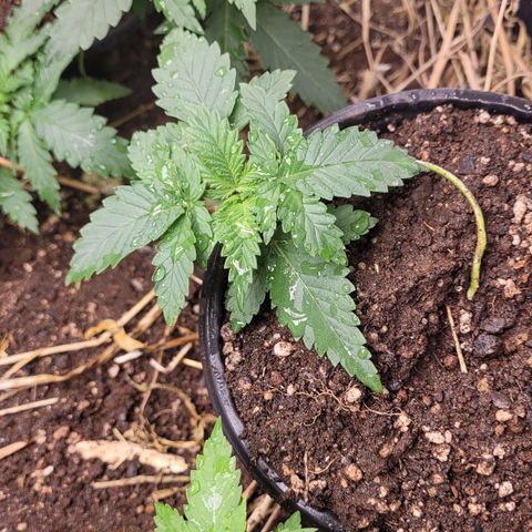 Super lemon hazer X pineaaple og growlog photo: dias depois transplante 