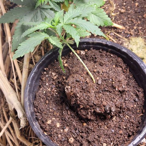 Super lemon hazer X pineaaple og growlog photo: dias depois transplante 
