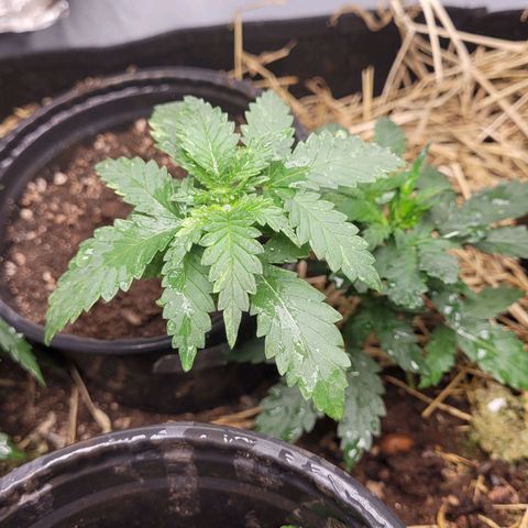 Super lemon hazer X pineaaple og growlog photo: dias depois transplante 