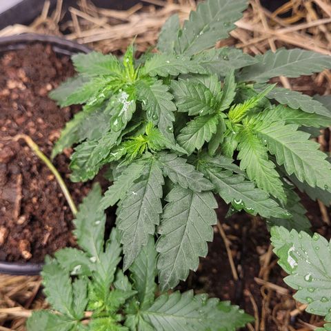 Forbidden Fruit growlog timeline photo
