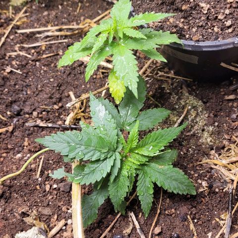 Forbidden Fruit growlog timeline photo