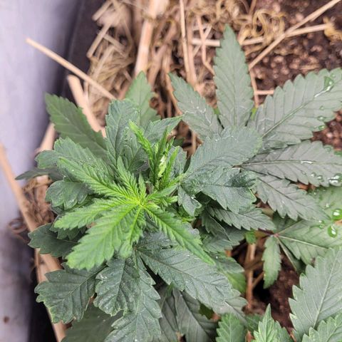 Forbidden Fruit growlog timeline photo