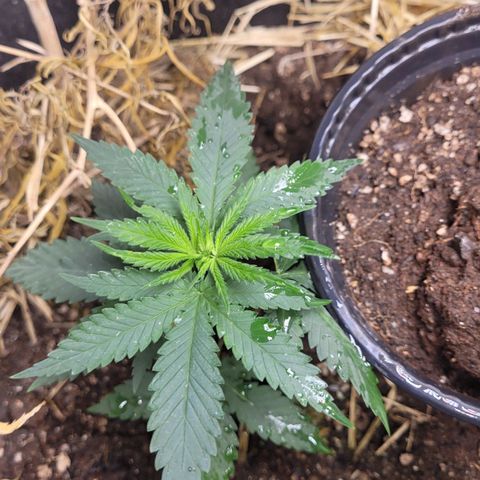 Forbidden Fruit growlog timeline photo