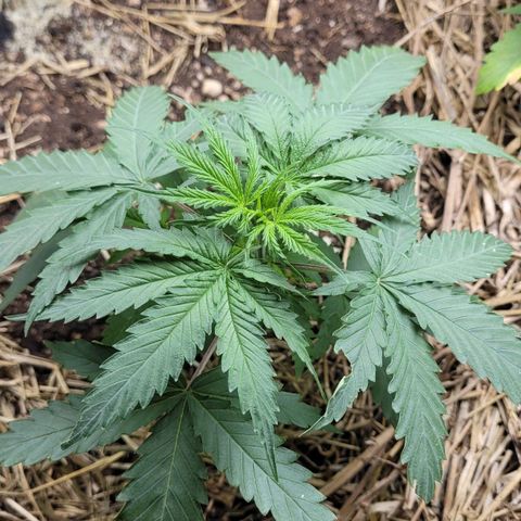 Forbidden Fruit growlog timeline photo
