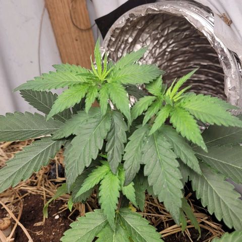 Citrus flower growlog timeline photo