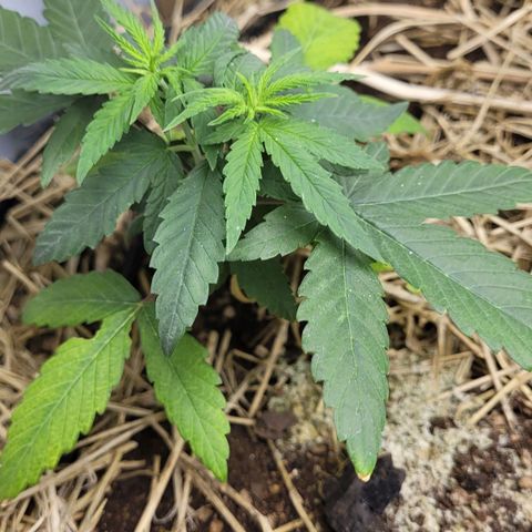 Power nap growlog timeline photo