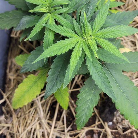 Power nap growlog timeline photo