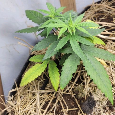Power nap growlog timeline photo