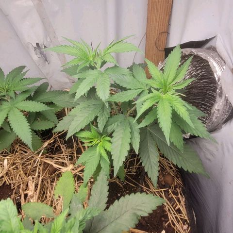 Citrus flower growlog timeline photo