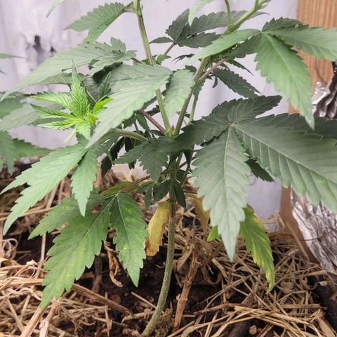 Citrus flower growlog timeline photo