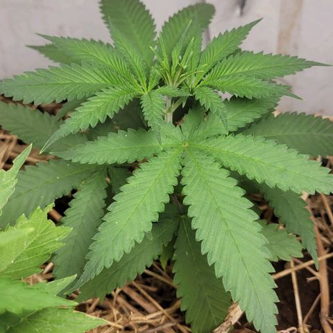Citrus flower growlog timeline photo