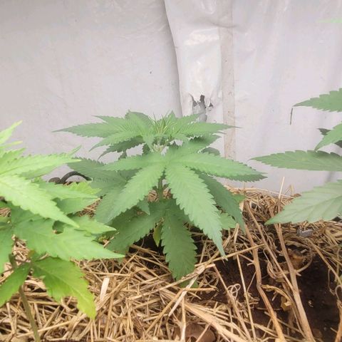 Citrus flower growlog timeline photo