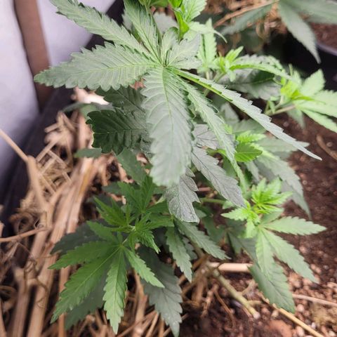 Forbidden Fruit growlog timeline photo