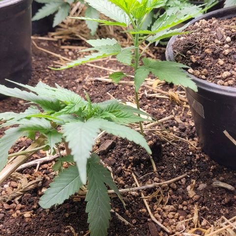 Forbidden Fruit growlog timeline photo