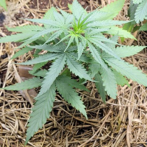 Forbidden Fruit growlog timeline photo