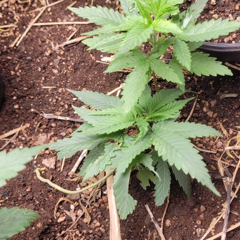 Forbidden Fruit growlog timeline photo