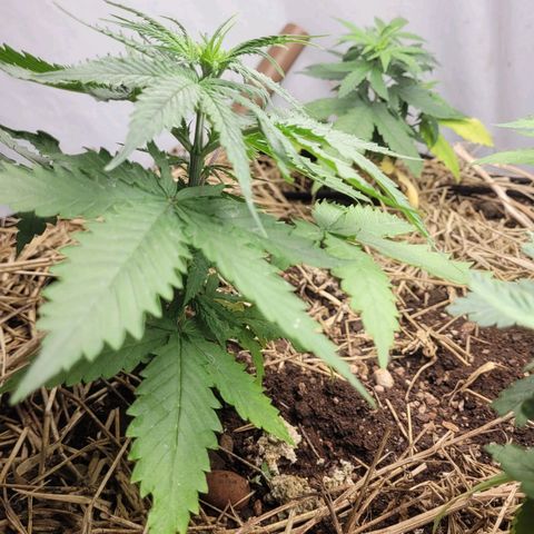 Forbidden Fruit growlog timeline photo