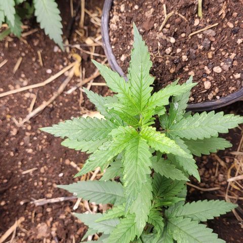 Forbidden Fruit growlog timeline photo